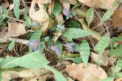 Haplanthodes nilgherrensis